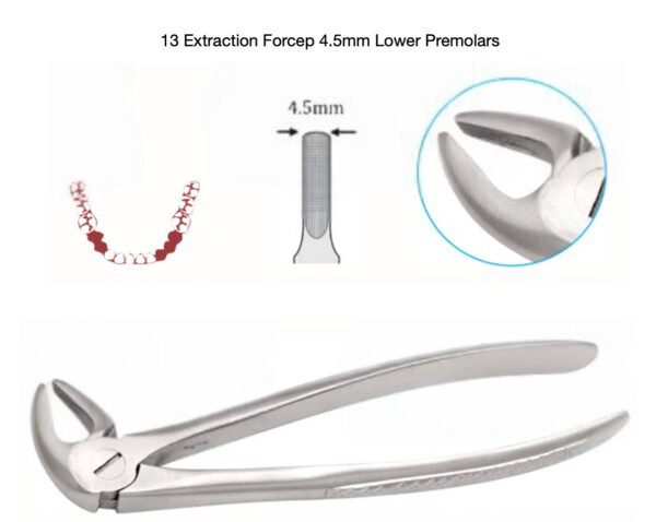 Dental Forceps-Lower Premolars